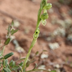 Hymenochilus bicolor (Black-tip Greenhood) at Mount Majura - 19 Sep 2020 by petersan