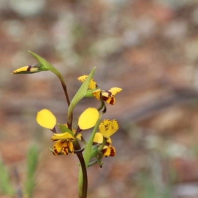 Diuris pardina (Leopard Doubletail) at Majura, ACT - 19 Sep 2020 by petersan