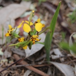 Diuris pardina at Majura, ACT - 19 Sep 2020