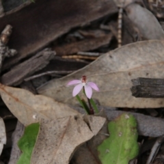 Caladenia fuscata (Dusky Fingers) at Mount Majura - 19 Sep 2020 by petersan