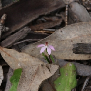 Caladenia fuscata at Majura, ACT - 19 Sep 2020