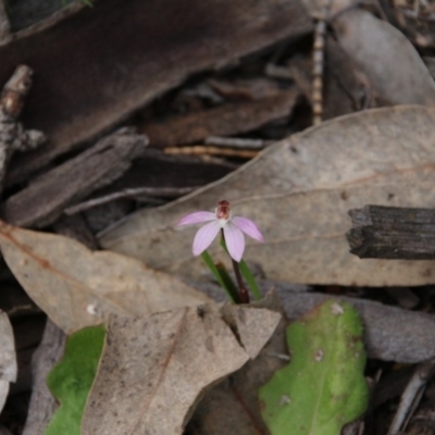 Caladenia fuscata (Dusky Fingers) at Majura, ACT - 19 Sep 2020 by petersan