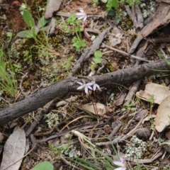 Caladenia fuscata at Majura, ACT - 19 Sep 2020