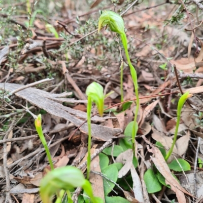 Pterostylis nutans (Nodding Greenhood) at Molonglo Valley, ACT - 18 Sep 2020 by AaronClausen