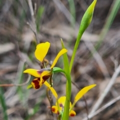 Diuris nigromontana (Black Mountain Leopard Orchid) at Molonglo Valley, ACT - 18 Sep 2020 by AaronClausen