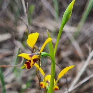 Diuris nigromontana at Point 5204 - suppressed