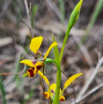 Diuris nigromontana (Black Mountain Leopard Orchid) at Molonglo Valley, ACT - 18 Sep 2020 by AaronClausen