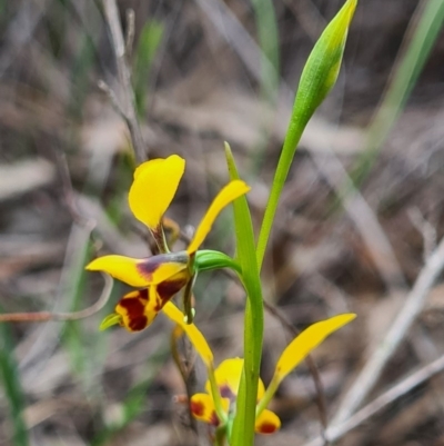 Diuris nigromontana (Black Mountain Leopard Orchid) at Point 5204 - 18 Sep 2020 by AaronClausen