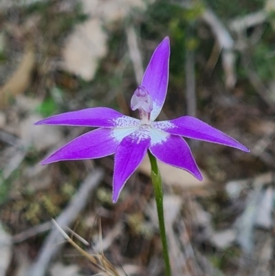 Glossodia major (Wax Lip Orchid) at Downer, ACT - 18 Sep 2020 by AaronClausen