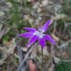 Glossodia major at Downer, ACT - 18 Sep 2020