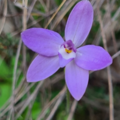 Glossodia major (Wax Lip Orchid) at Watson, ACT - 18 Sep 2020 by AaronClausen