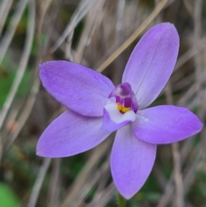 Glossodia major at Downer, ACT - 18 Sep 2020