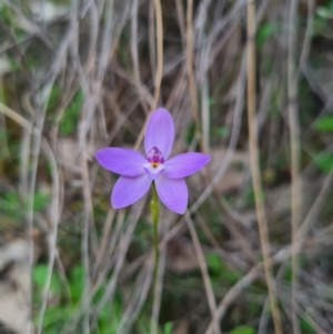 Glossodia major at Downer, ACT - 18 Sep 2020