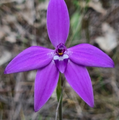 Glossodia major (Wax Lip Orchid) at Downer, ACT - 18 Sep 2020 by AaronClausen