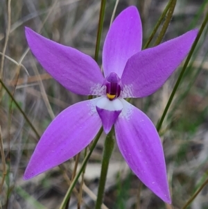 Glossodia major at Downer, ACT - 18 Sep 2020