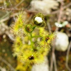 Drosera gunniana (Pale Sundew) at Tuggeranong DC, ACT - 18 Sep 2020 by HelenCross