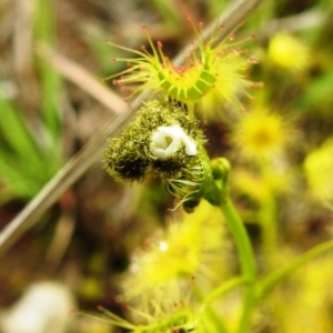 Drosera gunniana at Tuggeranong DC, ACT - 19 Sep 2020