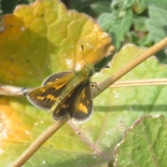 Ocybadistes walkeri (Green Grass-dart) at Theodore, ACT - 19 Sep 2020 by Christine