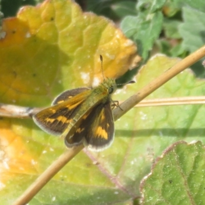 Ocybadistes walkeri (Green Grass-dart) at Tuggeranong Hill - 19 Sep 2020 by Christine