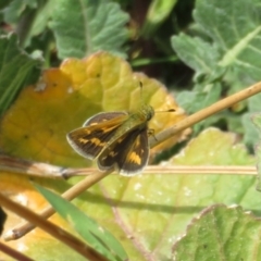 Ocybadistes walkeri at Theodore, ACT - 19 Sep 2020