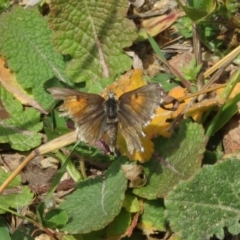 Lucia limbaria (Chequered Copper) at Tuggeranong Hill - 19 Sep 2020 by Christine