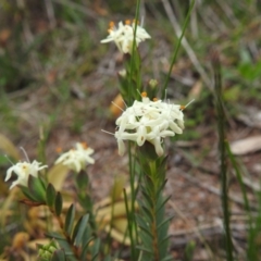 Pimelea linifolia (Slender Rice Flower) at McQuoids Hill - 18 Sep 2020 by HelenCross