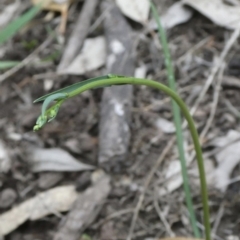 Arthropodium milleflorum at Black Range, NSW - 19 Sep 2020