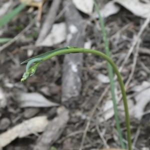 Arthropodium milleflorum at Black Range, NSW - 19 Sep 2020