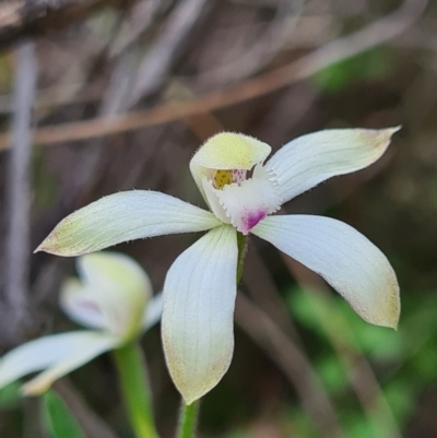 Caladenia ustulata (Brown Caps) at Block 402 - 18 Sep 2020 by AaronClausen