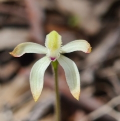 Caladenia ustulata at Denman Prospect, ACT - 18 Sep 2020