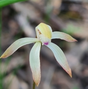 Caladenia ustulata at Denman Prospect, ACT - suppressed