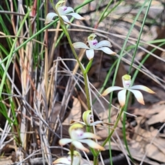 Caladenia ustulata at Denman Prospect, ACT - 18 Sep 2020