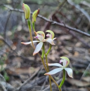 Caladenia ustulata at Denman Prospect, ACT - 18 Sep 2020