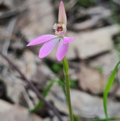 Caladenia carnea (Pink Fingers) at Denman Prospect, ACT - 18 Sep 2020 by AaronClausen