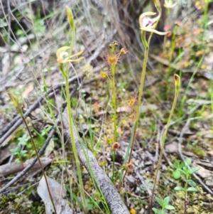 Caladenia ustulata at Denman Prospect, ACT - suppressed