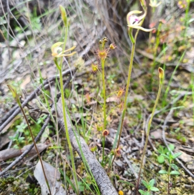 Caladenia ustulata (Brown Caps) at Block 402 - 18 Sep 2020 by AaronClausen