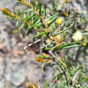 Acacia ulicifolia at Denman Prospect, ACT - 18 Sep 2020