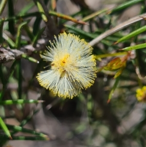 Acacia ulicifolia at Denman Prospect, ACT - 18 Sep 2020