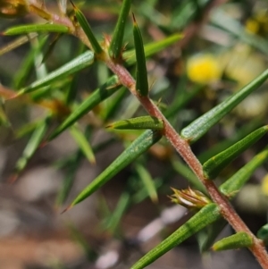 Acacia ulicifolia at Denman Prospect, ACT - 18 Sep 2020