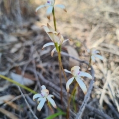 Caladenia ustulata (Brown Caps) at Block 402 - 18 Sep 2020 by AaronClausen