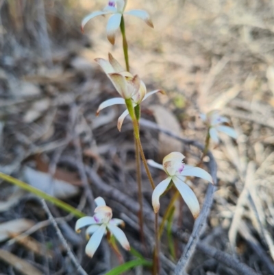 Caladenia ustulata (Brown Caps) at Stromlo, ACT - 18 Sep 2020 by AaronClausen