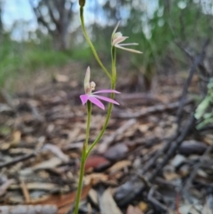 Caladenia carnea (Pink Fingers) at Denman Prospect, ACT - 18 Sep 2020 by AaronClausen