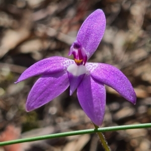 Glossodia major at Denman Prospect, ACT - 18 Sep 2020