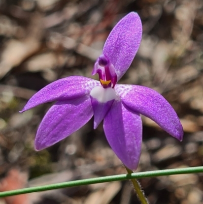 Glossodia major (Wax Lip Orchid) at Block 402 - 18 Sep 2020 by AaronClausen