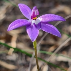 Glossodia major at Denman Prospect, ACT - 18 Sep 2020