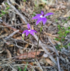 Glossodia major at Denman Prospect, ACT - suppressed