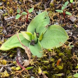 Hymenochilus sp. at Denman Prospect, ACT - 18 Sep 2020