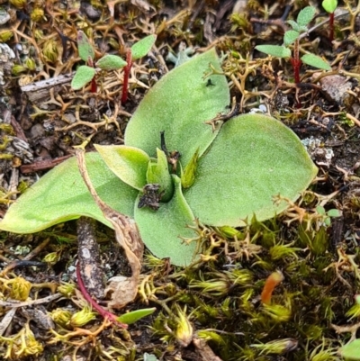 Hymenochilus sp. (A Greenhood Orchid) at Denman Prospect, ACT - 18 Sep 2020 by AaronClausen