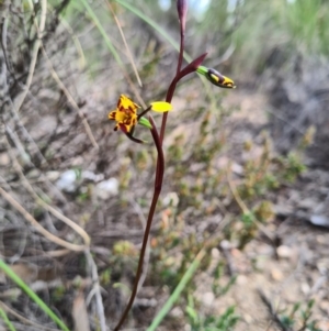 Diuris pardina at Denman Prospect, ACT - suppressed