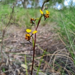 Diuris pardina (Leopard Doubletail) at Denman Prospect, ACT - 18 Sep 2020 by AaronClausen